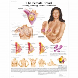 Ženská prsa - 50 x 67 cm plakát anatomie / papír bez lišt