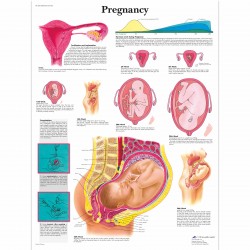 Těhotenství - 50 x 67 cm plakát anatomie / papír bez lišt