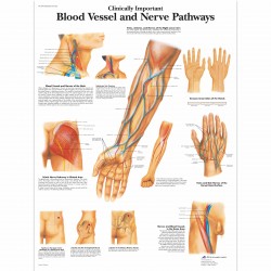 Cévy a nervy člověka - 50 x 67 cm plakát anatomie / papír bez lišt