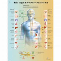Vegetativní nervový systém - 50 x 67 cm plakát anatomie / papír bez lišt