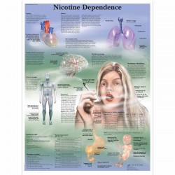 Závislost na nikotinu - 50 x 67 cm plakát anatomie / papír bez lišt