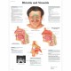 Rinitida a Sinusitida - 50 x 67 cm plakát anatomie / papír s lištami