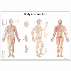 Akupresurní body - 98 x 68 cm anatomické plakáty / papír