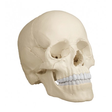 Osteopatický model lebky - 22 částí